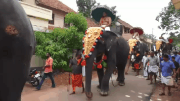 Video gif. A man rides an elephant along a crowded street when the elephant kicks out a back leg and pommels a man who walks too closely. 