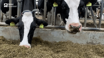 BeterRuwvoer GIF