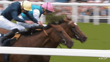 AscotRacecourse horse race battle horses GIF