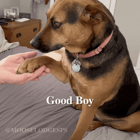 Happy Good Boy GIF by Moose Lodge Senior Pet Sanctuary