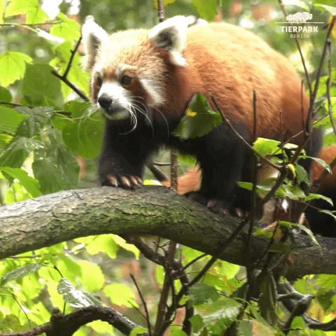 tierparkberlin panda follow climb clumsy GIF
