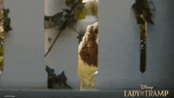 Lady And The Tramp Hello GIF by Walt Disney Studios