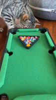 Mini Pool Table Proves Very 'Ameowsing' Toy for Curious Cat