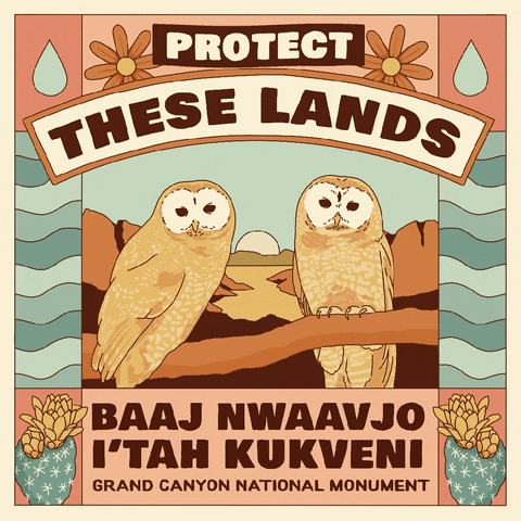 Illustrated gif. Two owls perch on a branch in front of a canyon and blue chevron print flashes next to them. Text, "Protect these lands. Baaj nwaavjo i'tah kukuveni. Grand Canyon National Monument."