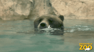 Brown Bear Swimming GIF by Brookfield Zoo