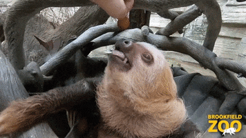 Kristen Bell Thank You GIF by Brookfield Zoo