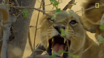 Nat Geo Savage Kingdom GIF by National Geographic Channel