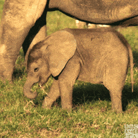 cute baby elephant gif