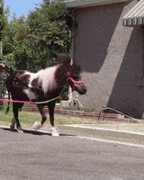200.gif