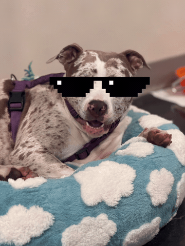 Dog Lps GIF by Mstokie50
