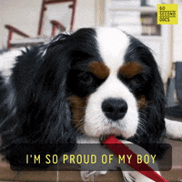 Proud Of You Dog GIF by 60 Second Docs