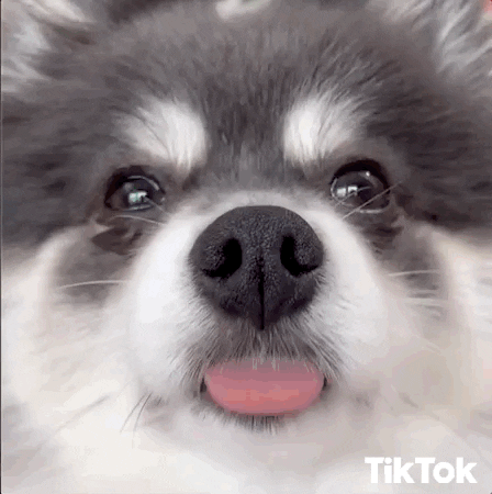 Dog GIF by TikTok