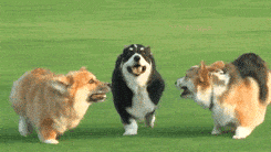Video gif. Three corgis with various shades of fur run energetically through a grass field. They cross paths, bump into each other, and playfully nip at one another.