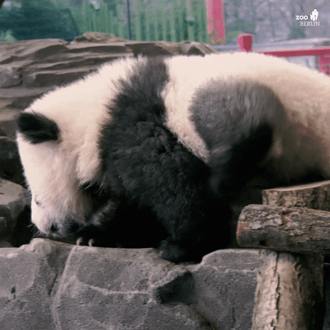 Panda Pit GIF by Zoo Berlin