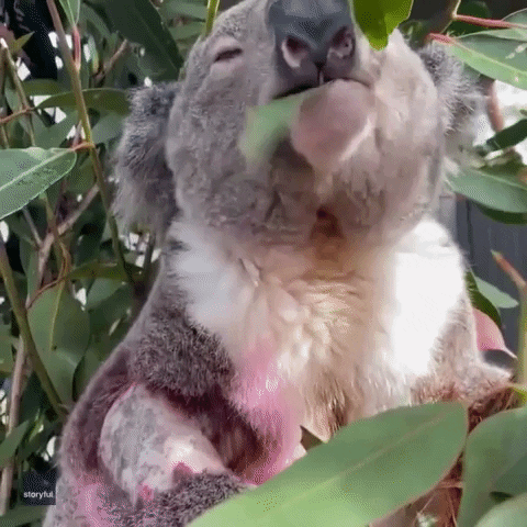 Chill Koala GIF by Storyful