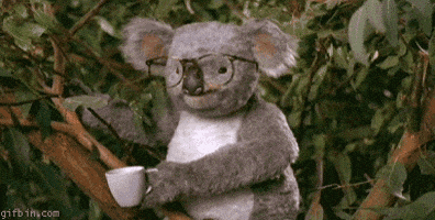 Koala Punch GIFs - Find & Share on GIPHY