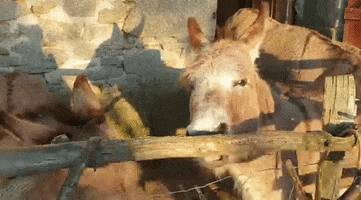 Donkey GIF by Le Monteil Revolution