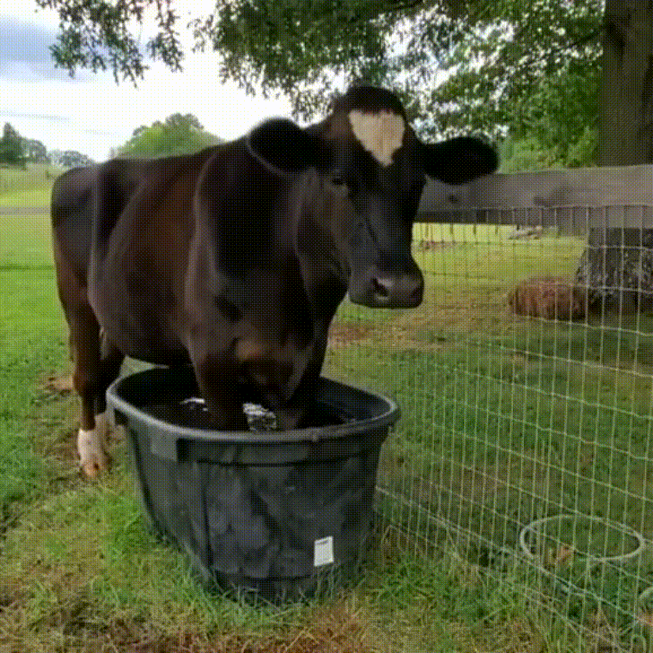 Cow GIF by JustViral.Net