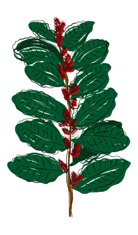 Yerba Verdeflor Sticker