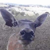 Aww Deer GIF by Wondeerful farm