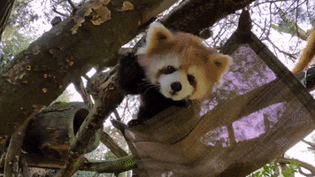Red Hair Hello GIF by Woodland Park Zoo