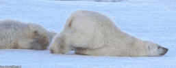 Polar Bear Wednesday GIF
