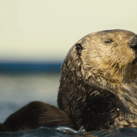 Sea Otter Swimming GIF by NETFLIX