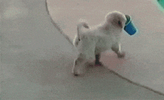 Dog Falling GIF
