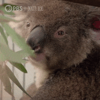 Koala Gif By Head Like An Orange Find Share On Giphy - robux maniac koala