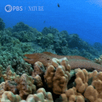 World Oceans Day Gifs Get The Best Gif On Giphy World Oceans Day Gifs Get The Best Gif On Giphy