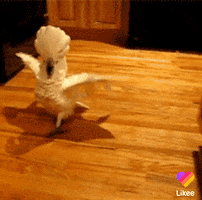 Cat Love GIF by Likee US