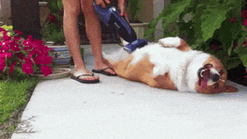 vacuum cleaner dog GIF