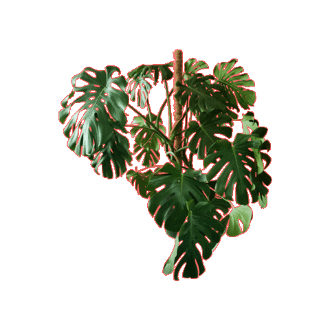 Monstera Sticker