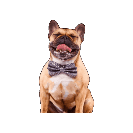 Alfies Pet Accessories Sticker