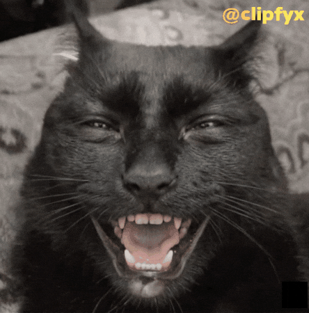 Cat Savage GIF