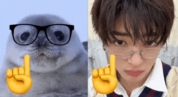 Sea Lion Seal GIF