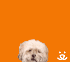 Treat Adopt GIF by Best Friends Animal Society