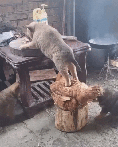 Video gif. Grey puppy stands on the back of a chicken that sits on a log. The dog leans over a table and eats food off the table.