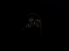 Beckum Rumskedi Schwarzerkater Rumskedikater GIF