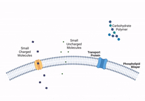 Movement Through Cell Membrane GIF