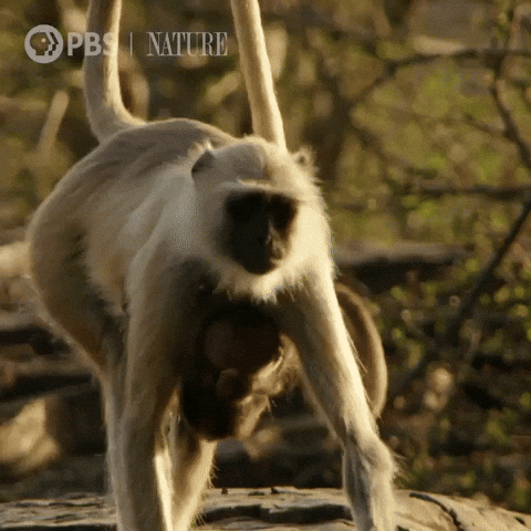 Mothers Day Mom GIF by Nature on PBS