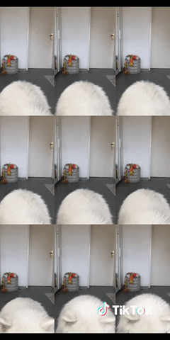 Dog Chien GIF by TikTok France - Find & Share on GIPHY