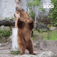 shake it dancing GIF by Korkeasaari Zoo