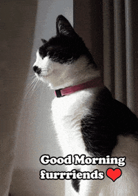 images Good Morning Cat Gif Animated good morning cat sticker for ios