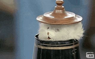 Scared Cat GIF by ANTIQUES ROADSHOW | PBS