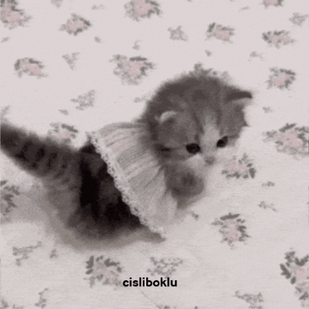 Iroshiime GIF