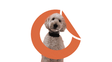 Dog Media Sticker by tortillamedia