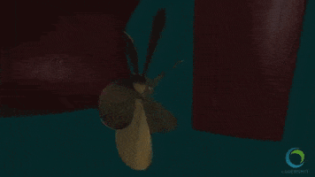Seal GIF
