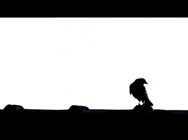 Confident GIF