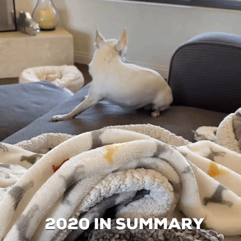 Little White Dog Co GIF